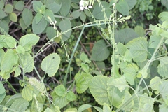 Priva cordifolia